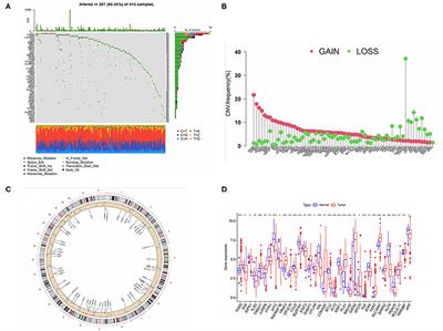 Identification of Bladder Cancer Subtypes Based on Necroptosis-Related Genes, Construction of a Prognostic Model